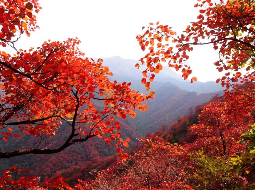 河山惊现济源红!来这6个地方遇见最壮观红叶!